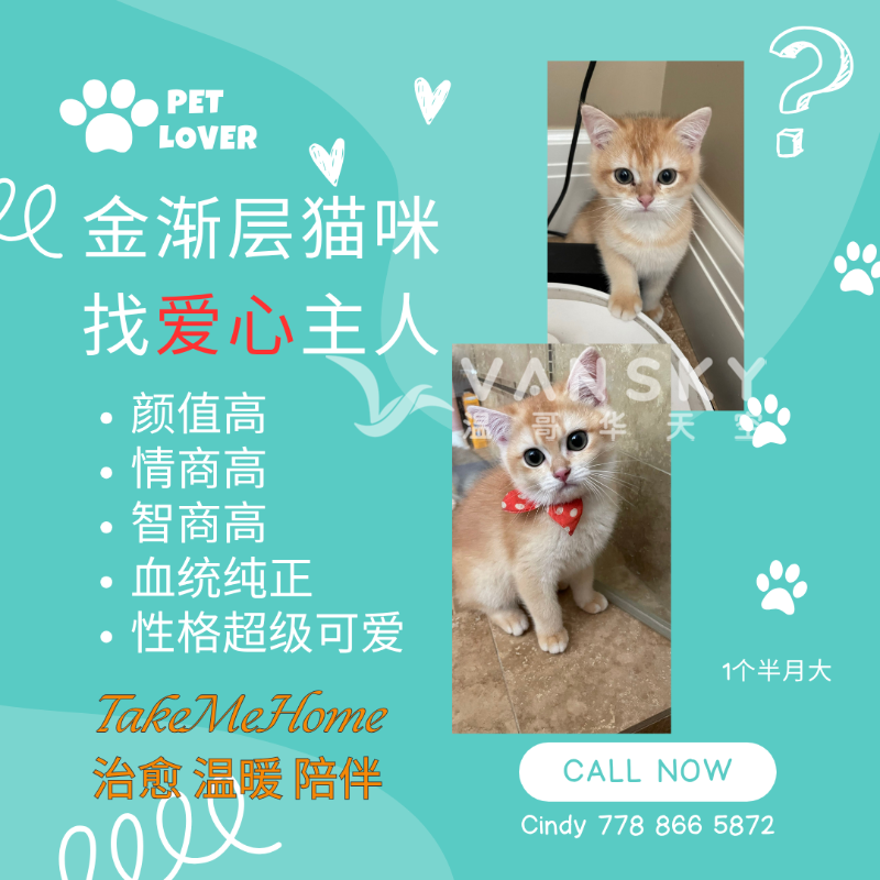 250621114901_Blue Cute Pet Sitter Instagram Post 2.png